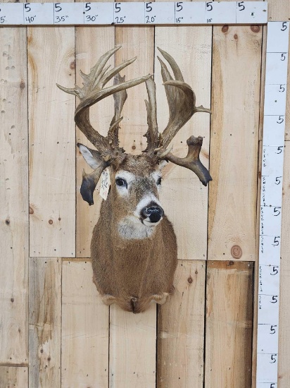 Whitetail Shoulder Mount Taxidermy Reproduction Antlers
