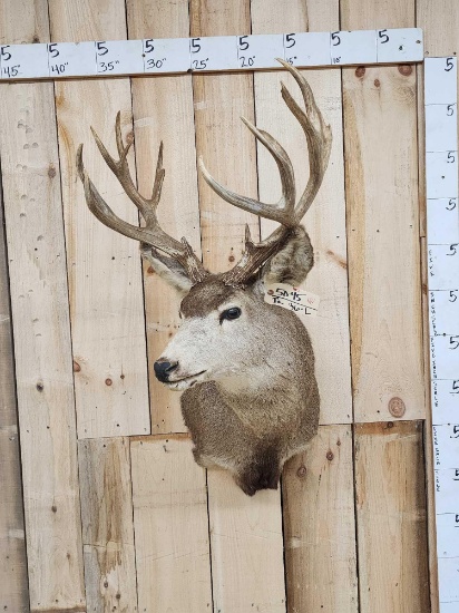 6x6 Mule Deer Shoulder Mount Taxidermy