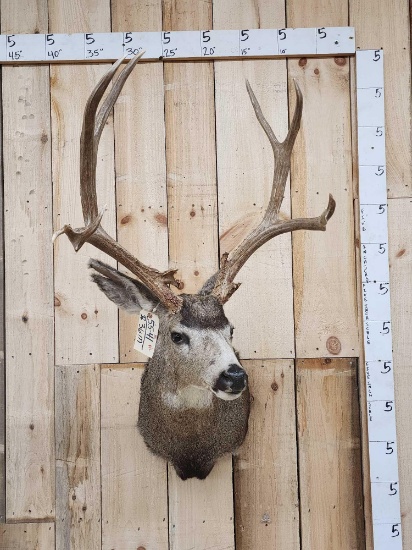 Nontypical Mule Deer Shoulder Mount Taxidermy