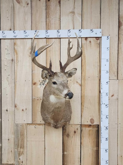 4x4 Whitetail Shoulder Mount Taxidermy