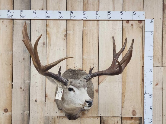 BIG Mule Deer Shoulder Mount Taxidermy