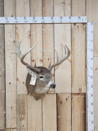 Big 5x5 Whitetail Shoulder Mount Taxidermy