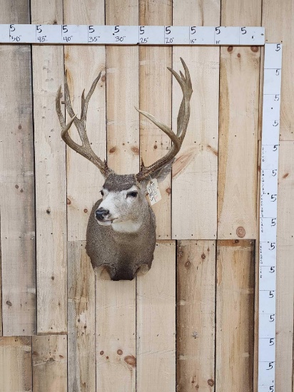 6x6 Mule Deer Shoulder Mount Taxidermy