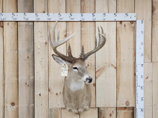 6x5 Whitetail Shoulder Mount Taxidermy