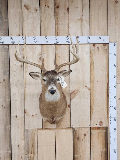 6x5 Whitetail Shoulder Mount Taxidermy