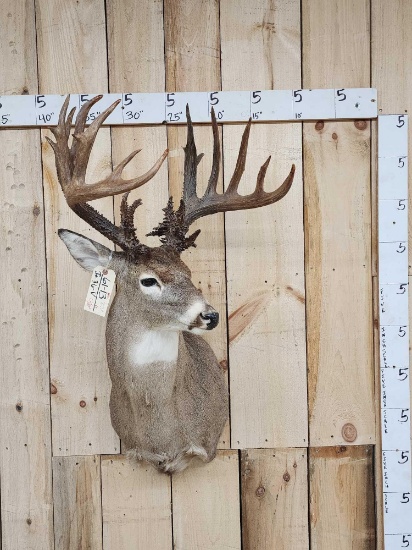 Mid 200 Class Whitetail Shoulder Mount Taxidermy