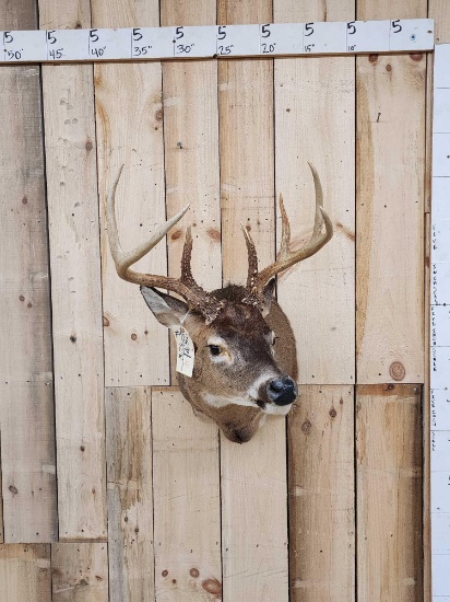 4x4 Whitetail Shoulder Mount Taxidermy