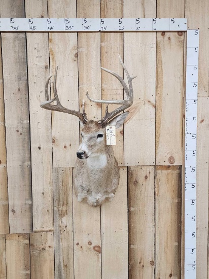 Big 160 Class 8 Point Whitetail Shoulder Mount Taxidermy