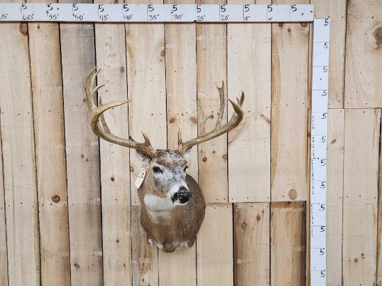 177 5/8" Whitetail Shoulder Mount Taxidermy