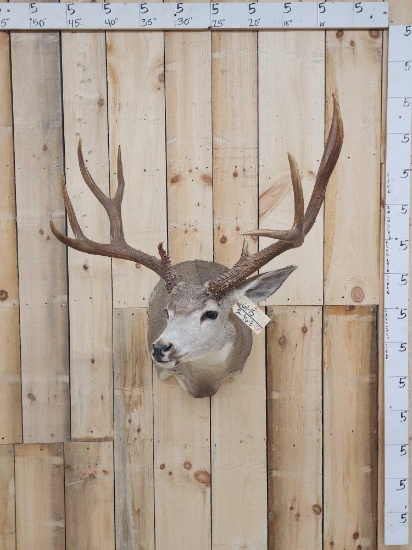 180 Class Mule Deer Shoulder Mount Taxidermy