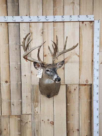 231 3/8" Whitetail Shoulder Mount Taxidermy