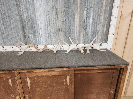 2 Sets Of Whitetail Shed Antlers