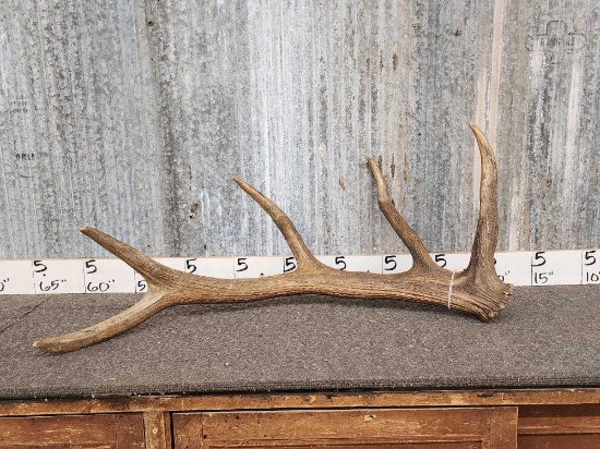 5 Point Elk Shed Antler