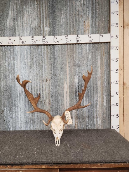 Fallow Deer Antlers On Skull