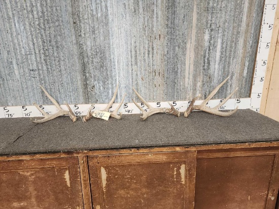 2 Sets Of Wild Iowa Whitetail Shed Antlers