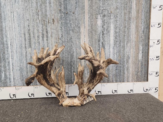 MASSIVE 300" Class Whitetail Antlers On Skull Plate