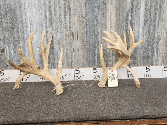 Set of 200 Class Whitetail Shed Antlers