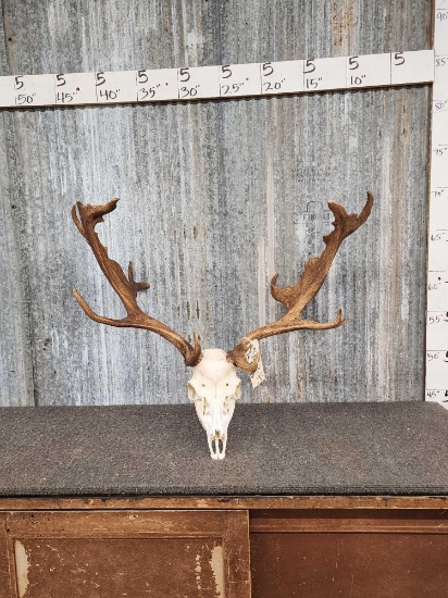 Fallow Deer Antlers On Skull