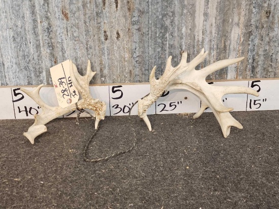 Set of Mini Monster Whitetail Shed Antlers