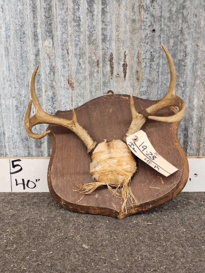 Vintage Whitetail Antlers On Plaque