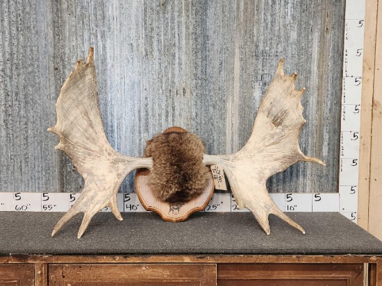 Set Of Mounted Moose Shed Antlers