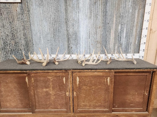 11.6 Lbs Of NICE Whitetail Shed Antlers