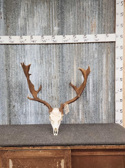Fallow Deer Antlers On Skull