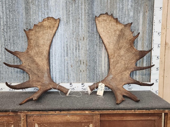 29 Pound Set Of Alaskan Moose Antlers