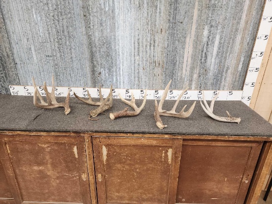 7.7 Lbs Of Whitetail Shed Antlers