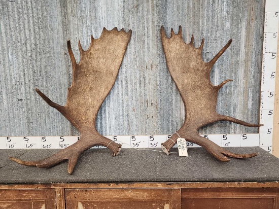Beautiful Set Of Alaskan Moose Antlers
