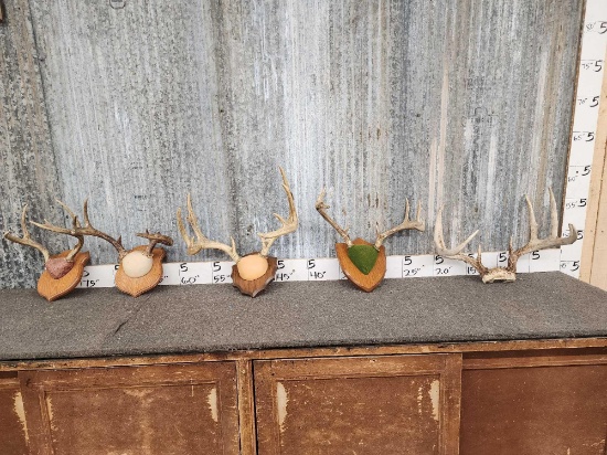 5 Sets Of Whitetail Antlers On Plaque