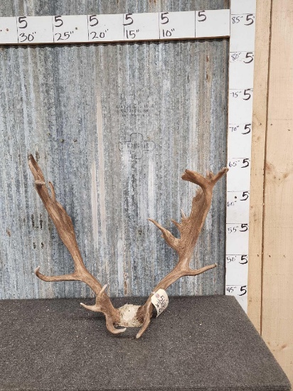 Fallow Deer Antlers On Skull Plate