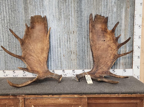 Set Of 27 Pound Alaskan Moose Antlers