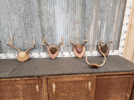 5 Sets Of Whitetail Antlers On Plaque