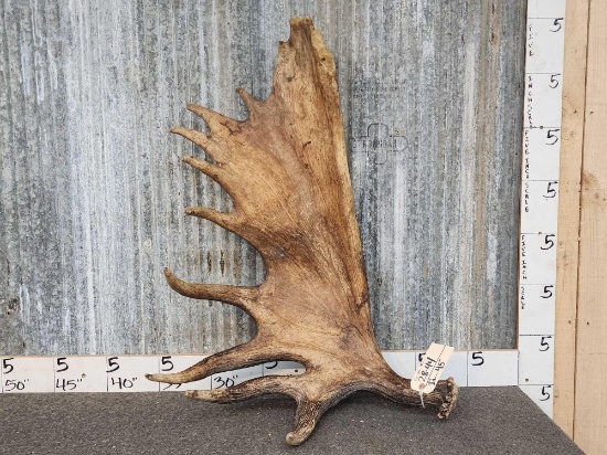 Cool 15 Pound Moose Shed Antler
