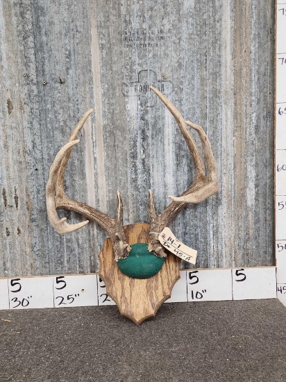 Big 4x4 Whitetail Antlers On Plaque