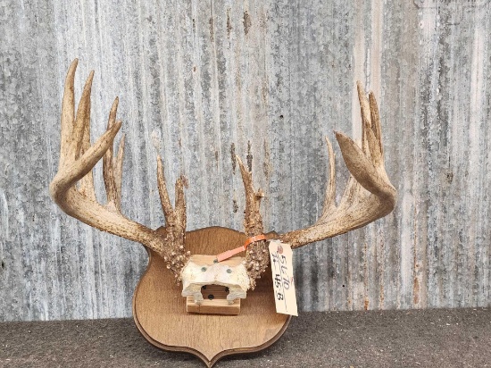 7x7 Whitetail Antlers On Plaque