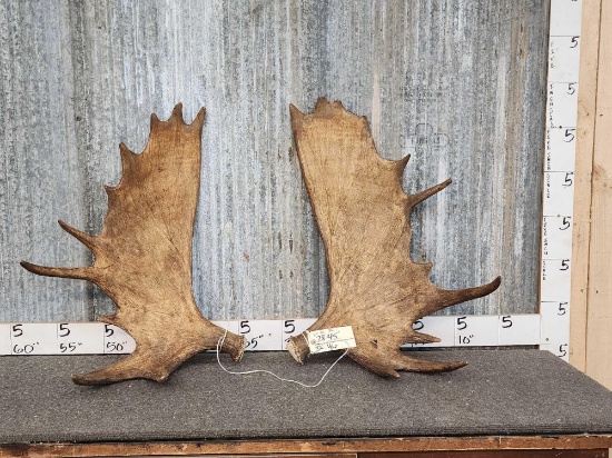Over 50" Alaskan Moose Antlers