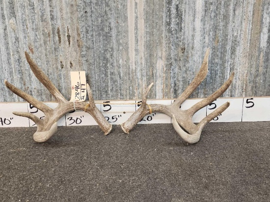 5x5 Whitetail Shed Antlers