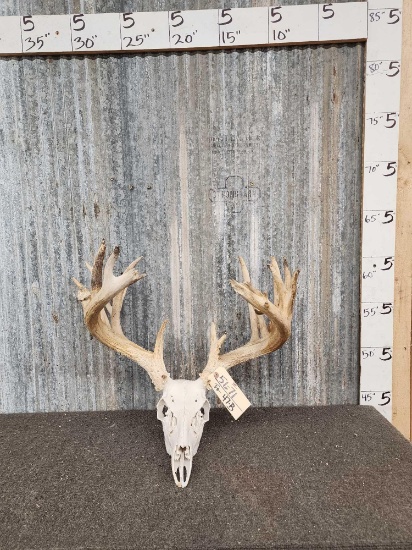 183 4/8" Whitetail Antlers On Skull