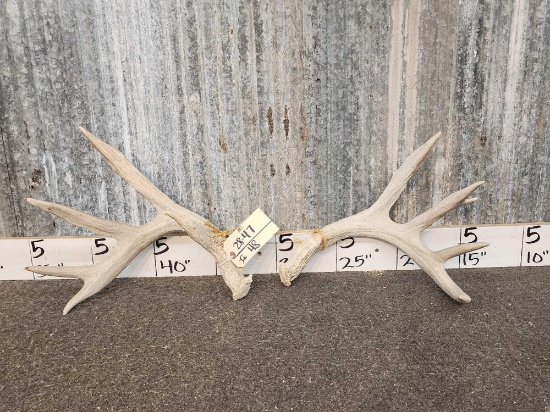 4x5 Whitetail Shed Antlers
