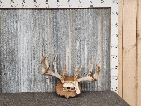 208 4/8" Whitetail Antlers On Plaque