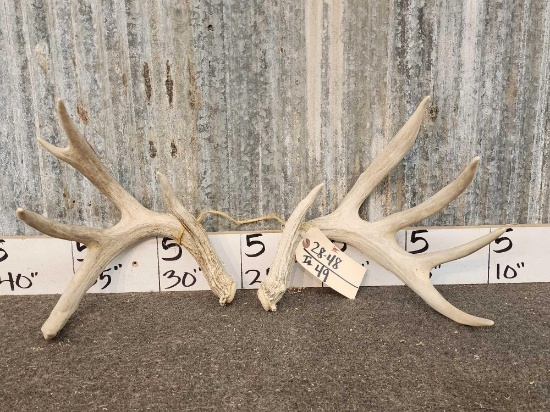 4x5 Whitetail Shed Antlers