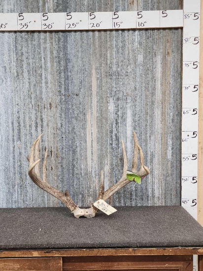 150 Class Whitetail Antlers On Skull Plate