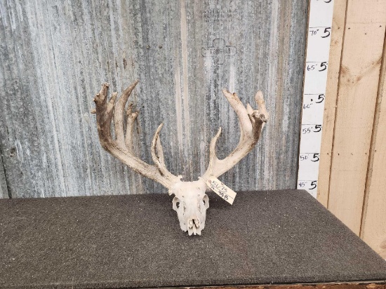 188 3/8" Whitetail Antlers On Skull