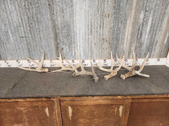5 Whitetail Shed Antlers