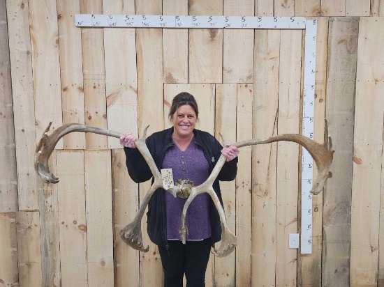 Caribou Antlers On Split Skull Plate