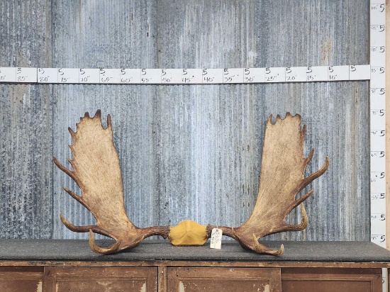 58" Moose Antlers On Wrapped Skull Plate