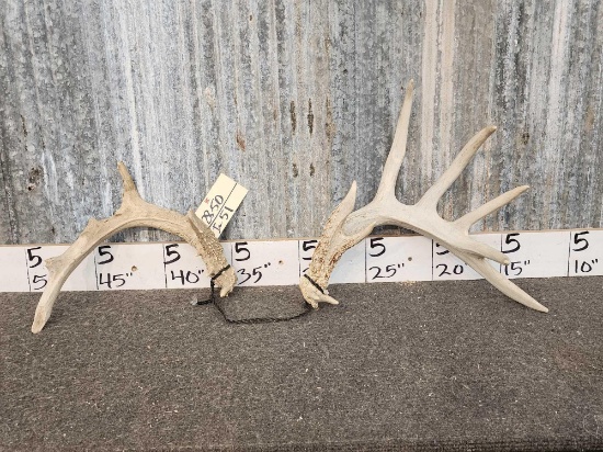 Big 6 Point Whitetail Shed Antler