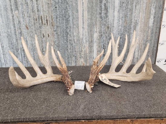 Set Of 200 Class Whitetail Shed Antlers